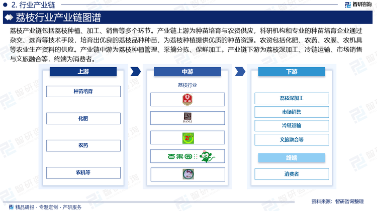 荔枝產(chǎn)業(yè)鏈包括荔枝種植、加工、銷售等多個環(huán)節(jié)。產(chǎn)業(yè)鏈上游為種苗培育與農(nóng)資供應，科研機構和專業(yè)的種苗培育企業(yè)通過雜交、選育等技術手段，培育出優(yōu)良的荔枝品種種苗，為荔枝種植提供優(yōu)質的種苗資源。農(nóng)資包括化肥、農(nóng)藥、農(nóng)膜、農(nóng)機具等農(nóng)業(yè)生產(chǎn)資料的供應。產(chǎn)業(yè)鏈中游為荔枝種植管理、采摘分揀、保鮮加工。產(chǎn)業(yè)鏈下游為荔枝深加工、冷鏈運輸、市場銷售與文旅融合等，終端為消費者。