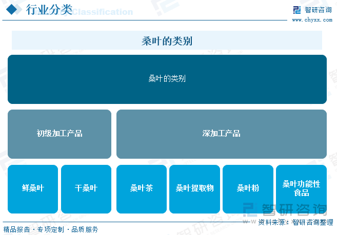 桑葉的類別