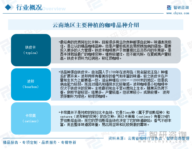 云南地區(qū)主要種植的咖啡品種介紹