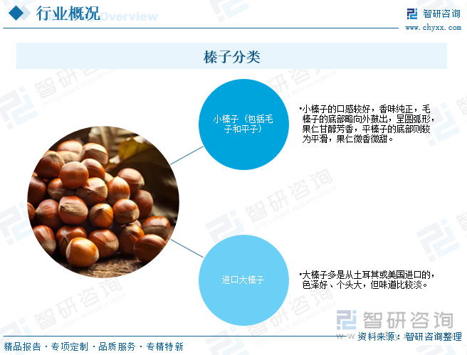 榛子分类