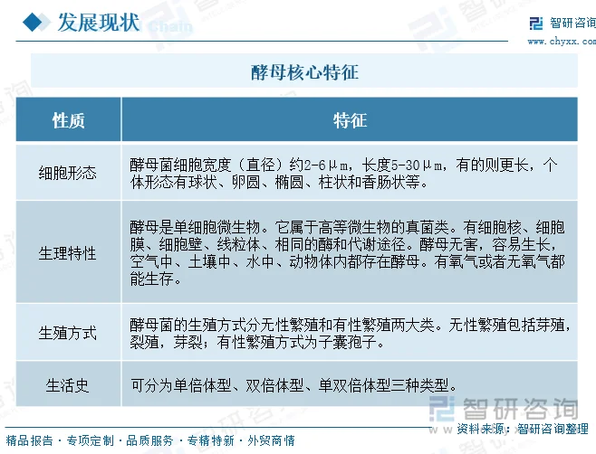 酵母核心特征